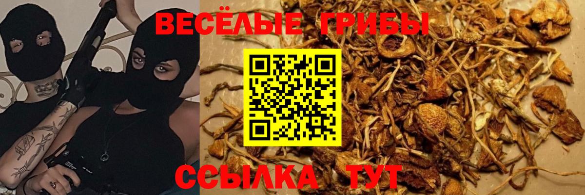 Нижний Тагил  купить наркоту  Вход с VPN  Псилоцибиновые грибы MAGIC MUSHROOMS  Псилоцибиновые грибы GOLDEN TEACHER 